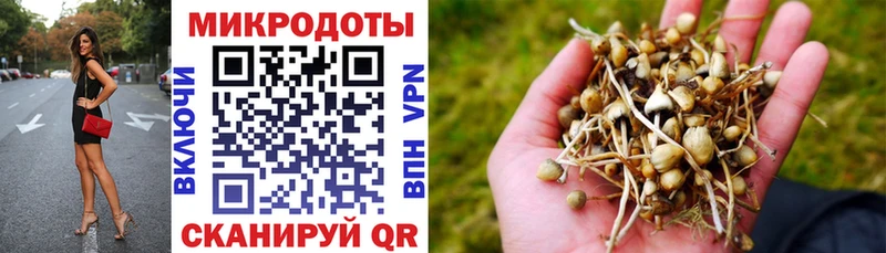 Псилоцибиновые грибы Cubensis Павловская